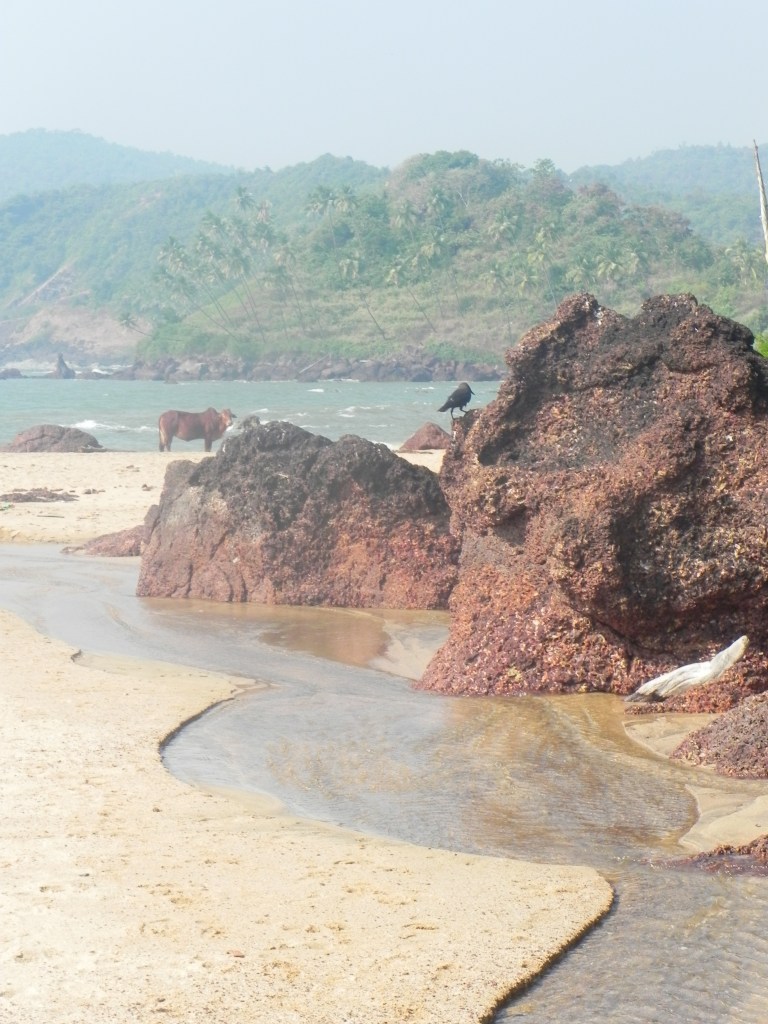 Cola Beach Goa India