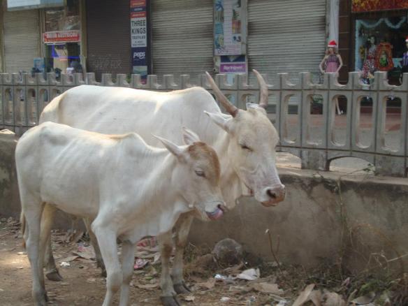 Goa India South North Cow
