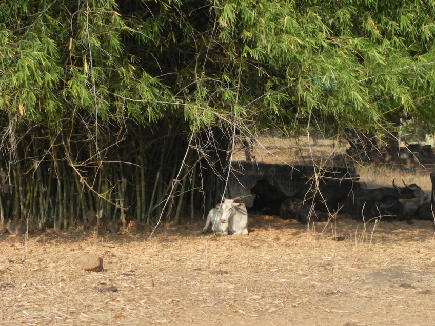 Goa India South North Cow