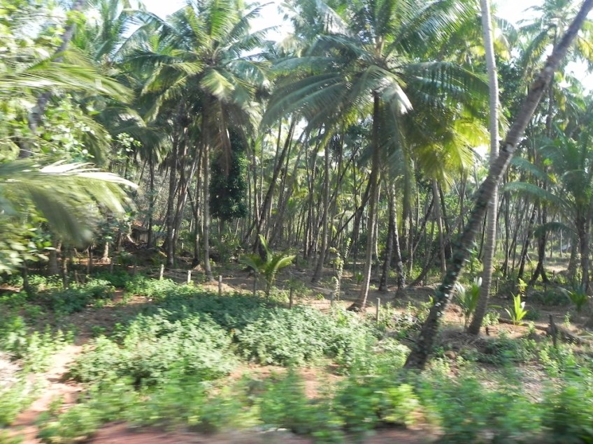 Landscape Goa India