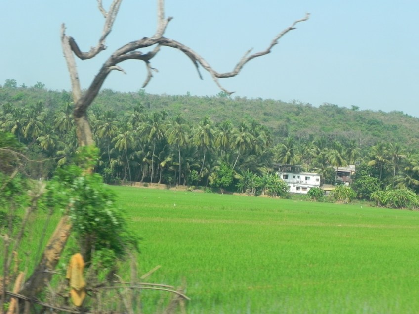 Landscape Goa India