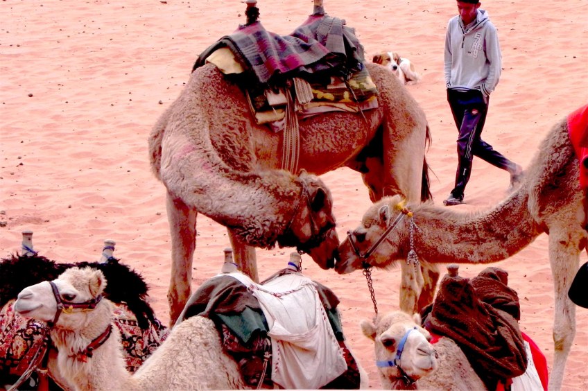 Wadi Rum WadiRum Jordan VisitJordan Camels Sand Bedouin Tea Camp Hike Mountain Blog TravelBlog