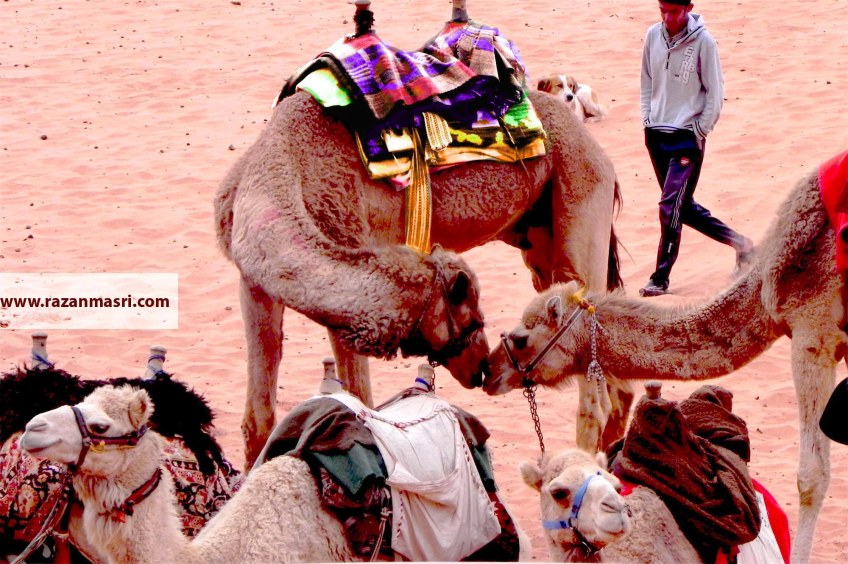Wadi Rum WadiRum Jordan VisitJordan Camels Sand Bedouin Tea Camp Hike Mountain Blog TravelBlog Sand Feet CamelKiss Camel Love Romantic Animals