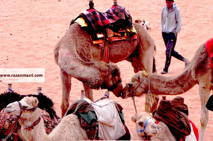 Wadi Rum WadiRum Jordan VisitJordan Camels Sand Bedouin Tea Camp Hike Mountain Blog TravelBlog