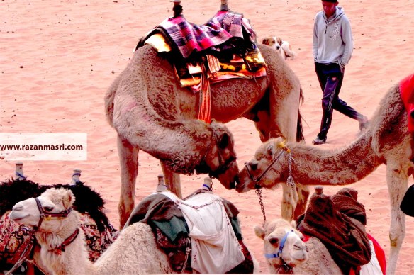 Wadi Rum WadiRum Jordan VisitJordan Camels Sand Bedouin Tea Camp Hike Mountain Blog TravelBlog