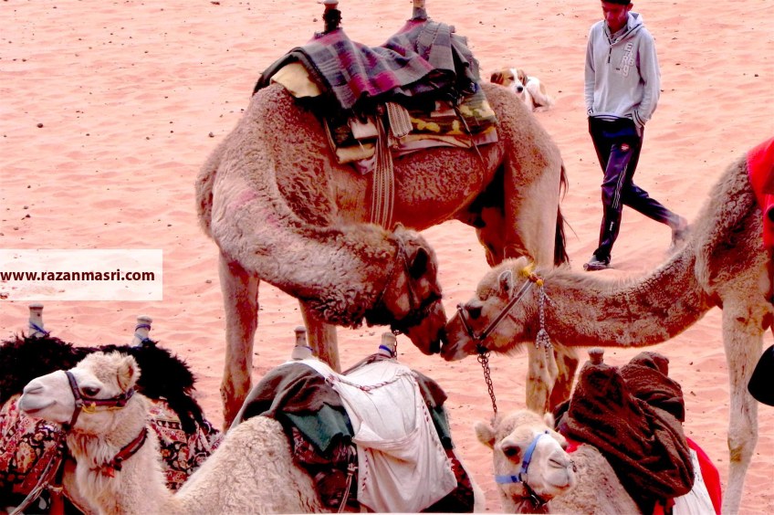 Wadi Rum WadiRum Jordan VisitJordan Camels Sand Bedouin Tea Camp Hike Mountain Blog TravelBlog