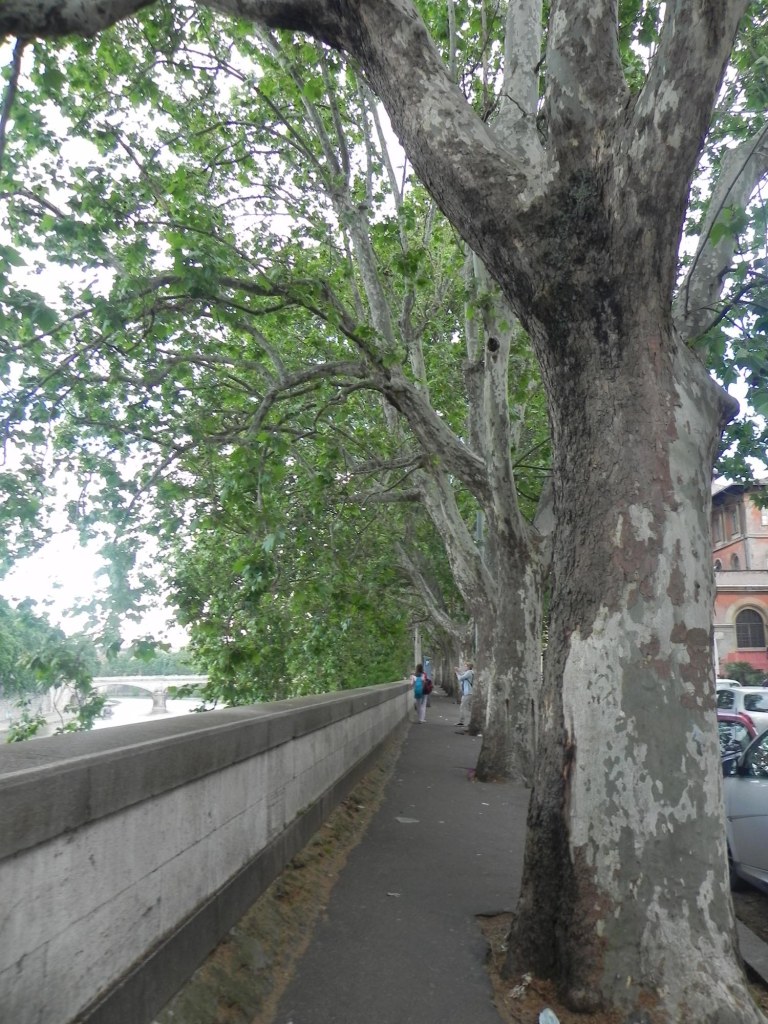 Side walk between the green trees at the rive river or tevere in rome