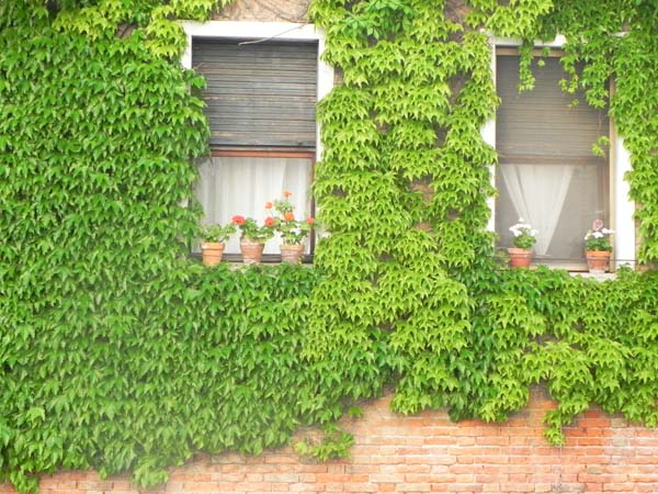 Architecture in venice is breathtaking specially with the beautiful cute little windows and decorations art is in everything greenery