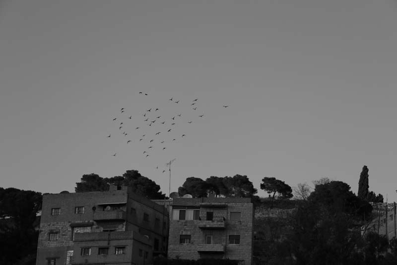 birds flying praying during sunset