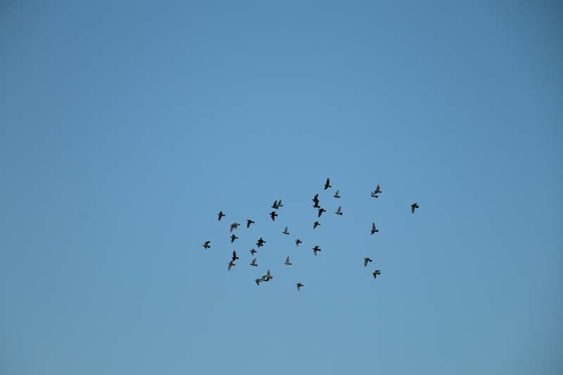 birds flying praying during sunset