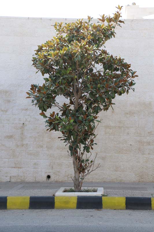Tree in Amman Jordan