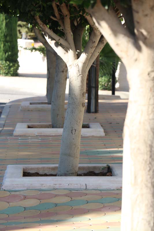 Tree in Amman Jordan