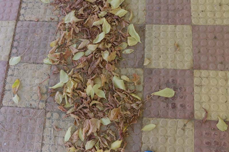 leaves in Amman Jordan