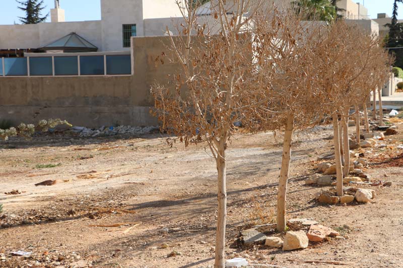 Tree in Amman Jordan