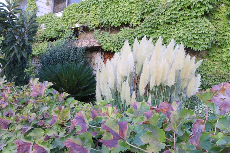 plants and flowers Amman Jordan Street photography