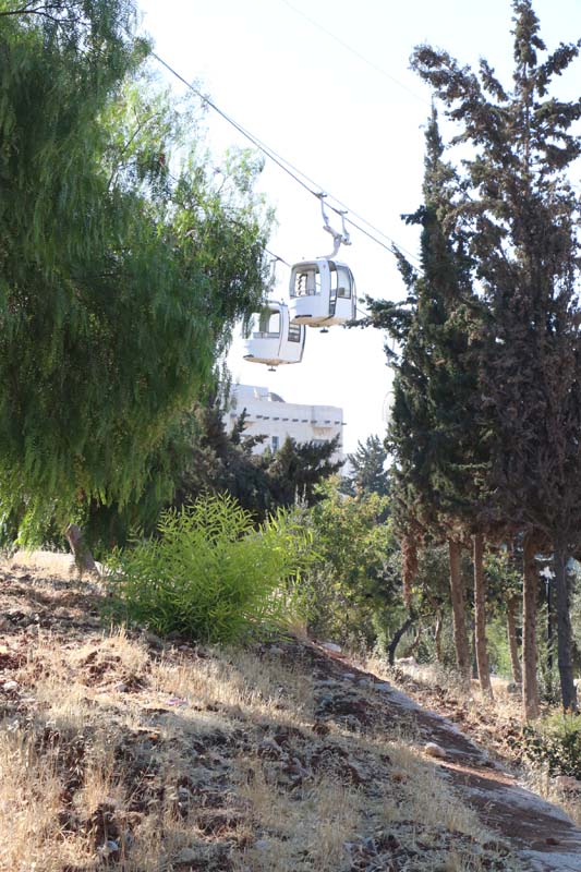 Forest Amman Jordan Street photography