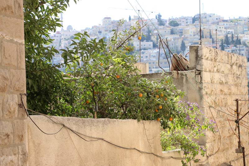 Street Photography Amman Jordan