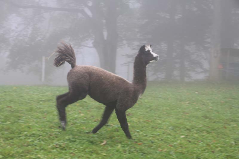 Lama playing and jumping in Jura mountains switzerland