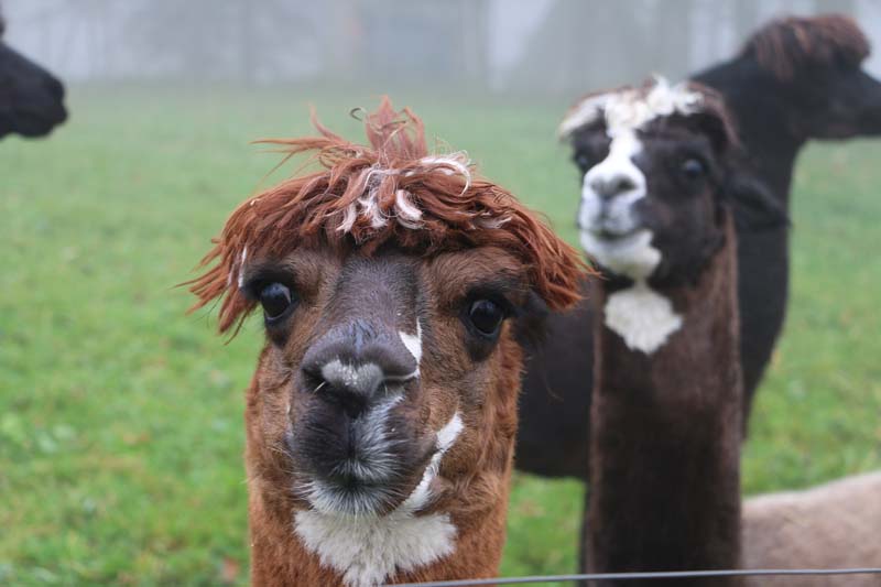 Lama saying hello close up