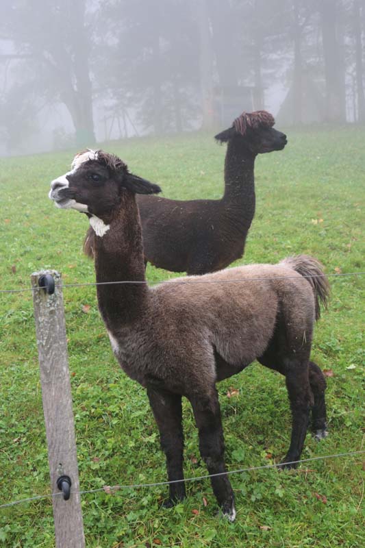 Oberbalmberg lama animal playing at the Jura mountains