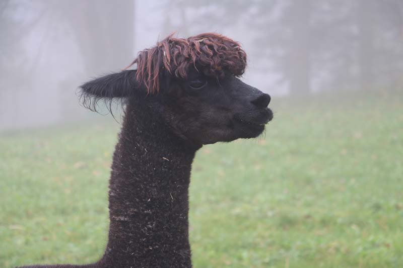 Tannenheim Oberbalmberg, Solothurn (Switzerland)