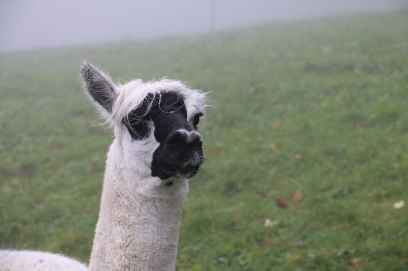 Tannenheim Oberbalmberg, Solothurn (Switzerland)