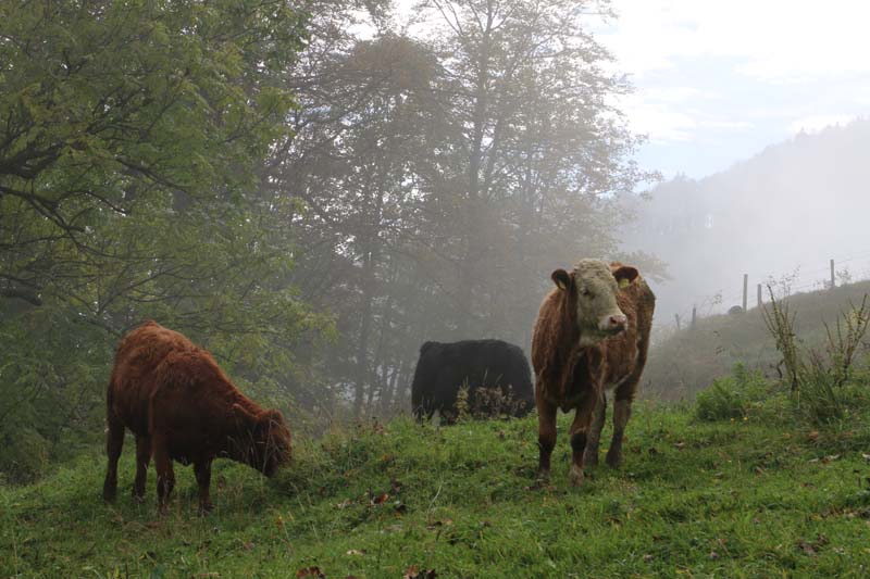 Tannenheim Oberbalmberg, Solothurn (Switzerland)