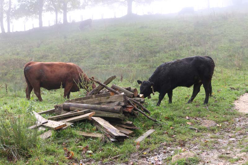Cows Tannenheim Oberbalmberg, Solothurn (Switzerland)