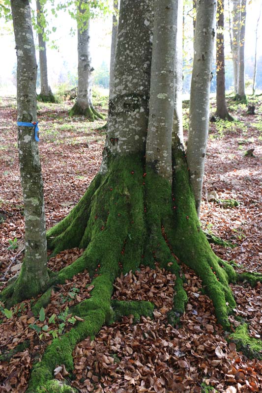 Tannenheim Oberbalmberg, Solothurn (Switzerland)
