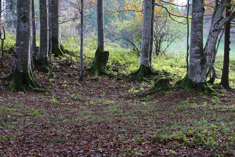 Woods and trees at Tannenheim Oberbalmberg, Solothurn (Switzerland)