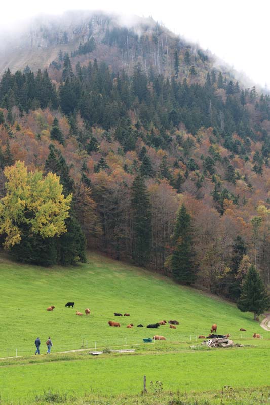 Woods at Tannenheim Oberbalmberg, Solothurn (Switzerland)