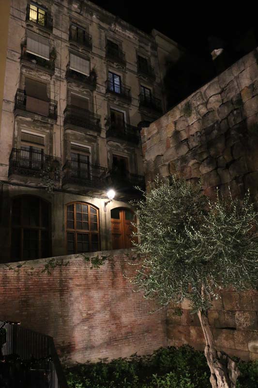 Olive tree Nightlife Barcelona Architecture Spain