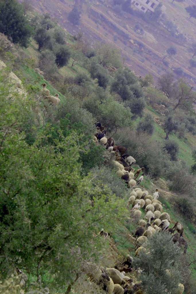 Al Salt, AsSalt, Al-Salt, AlSalt, Jordan, sheep crossing the greenery mountains