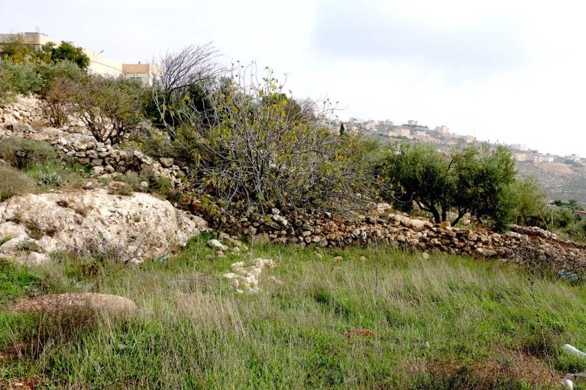 Al Salt, AsSalt, Al-Salt, AlSalt, Jordan, Greenery Farm