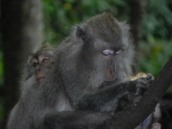 Monkeys love and family in Bali