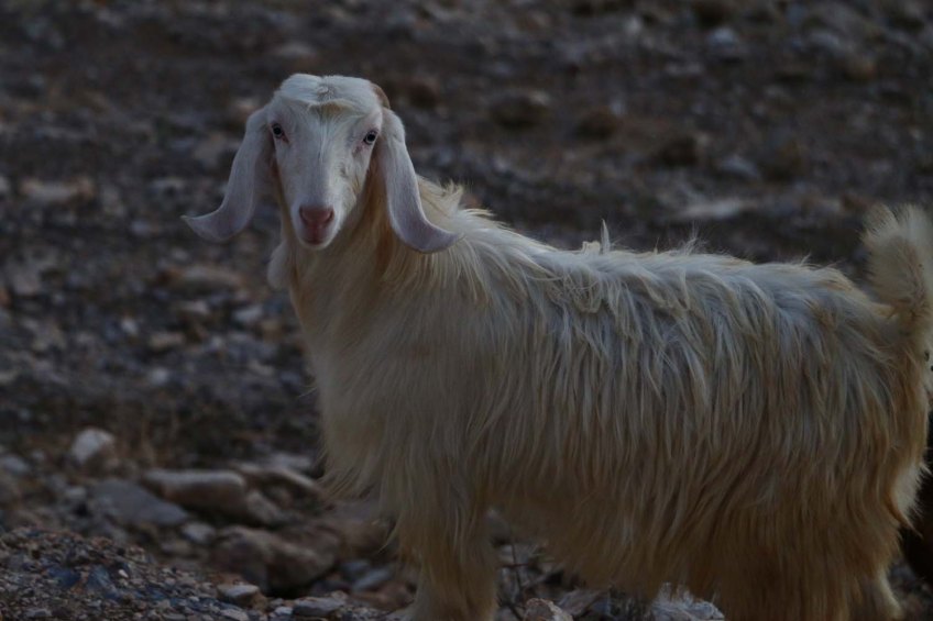 Sheep Portrait