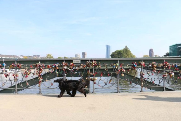 Love Lock Bridge in Frankfurt with Dog passing by 