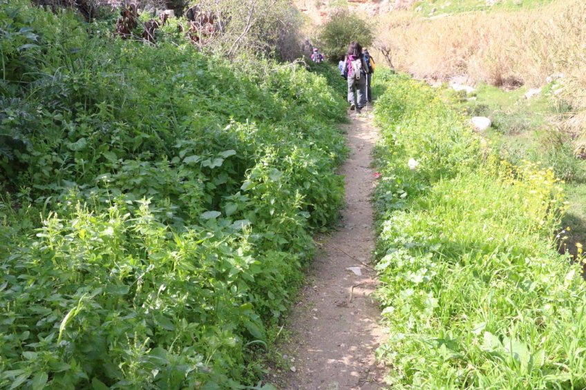 Hiking through Wadi Rayan Yabis between Ajloun and Jordan Valley