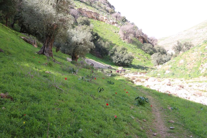 Hiking through Wadi Rayan Yabis between Ajloun and Jordan Valley