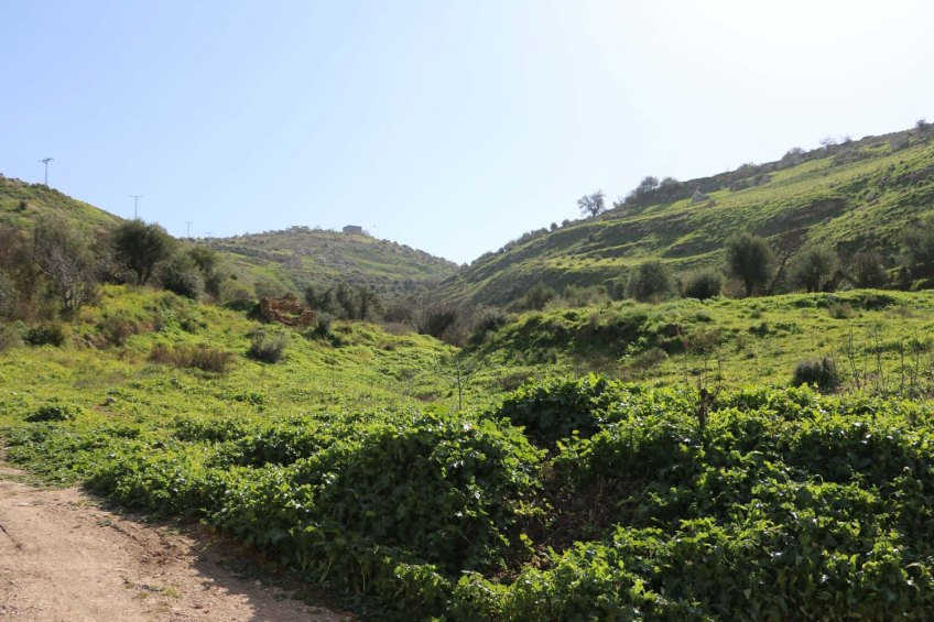 Hiking through Wadi Rayan Yabis between Ajloun and Jordan Valley