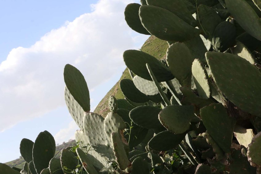 Hiking through Wadi Rayan Yabis between Ajloun and Jordan Valley