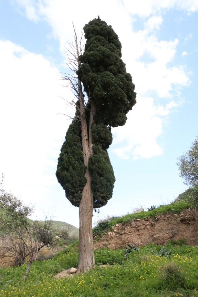 Hiking through Wadi Rayan Yabis between Ajloun and Jordan Valley