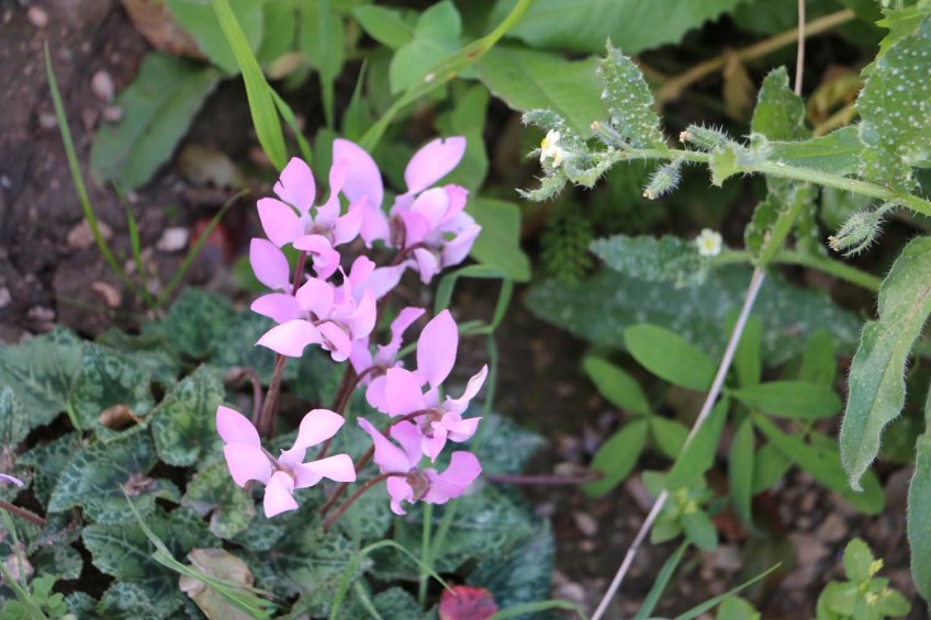 Hiking through Wadi Rayan Yabis between Ajloun and Jordan Valley