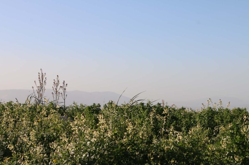 Hiking through Wadi Rayan Yabis between Ajloun and Jordan Valley