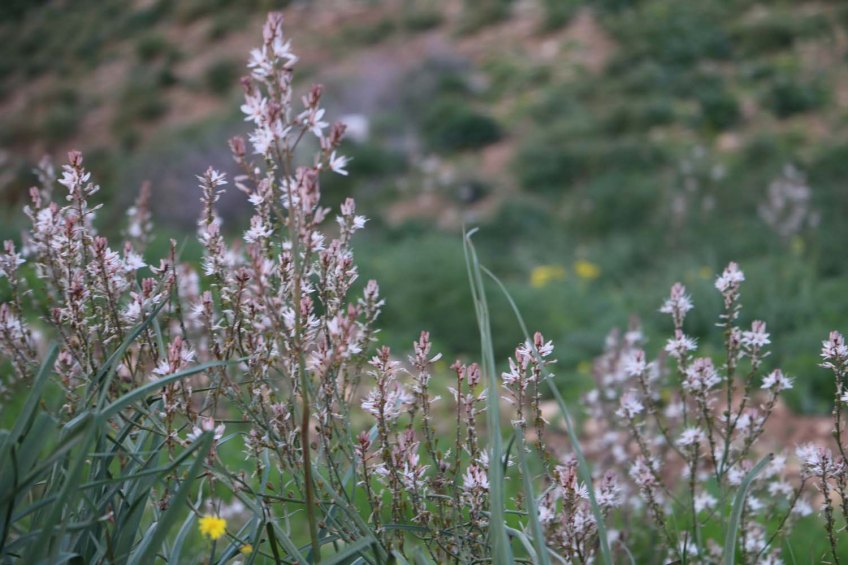 Hiking through Wadi Rayan Yabis between Ajloun and Jordan Valley