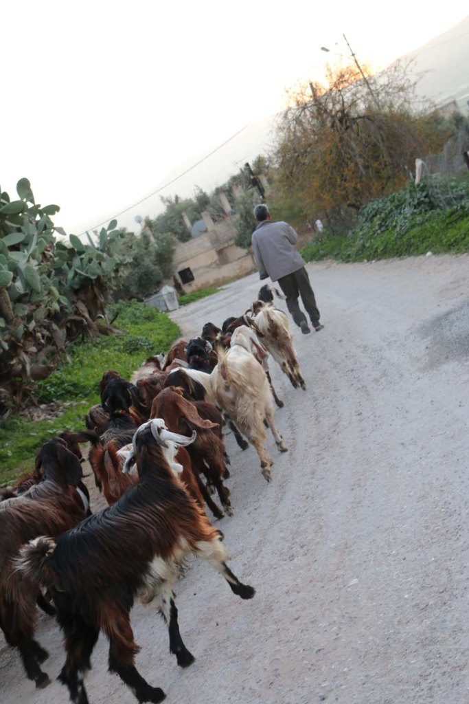 Hiking through Wadi Rayan Yabis between Ajloun and Jordan Valley