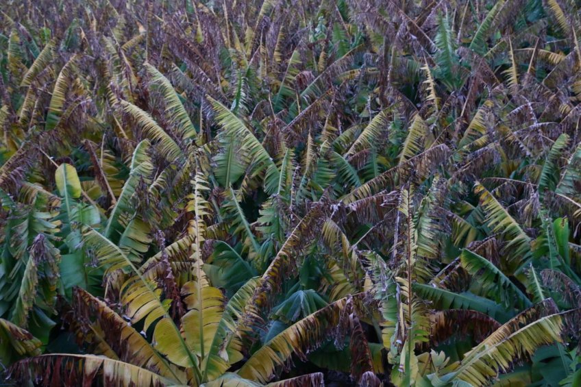 Hiking through Wadi Rayan Yabis between Ajloun and Jordan Valley