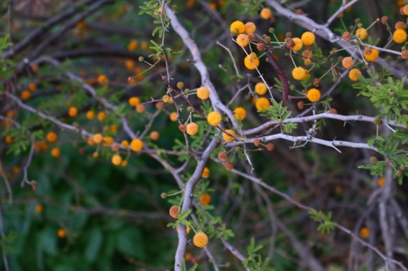 Wadi Yabis Jordan Valley