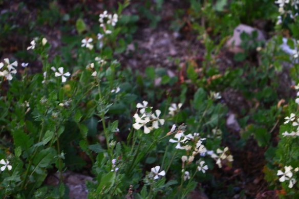 Wadi Yabis Jordan Valley