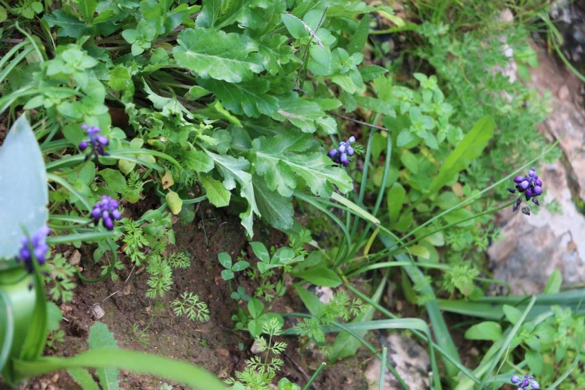 Hiking through Wadi Rayan Yabis between Ajloun and Jordan Valley
